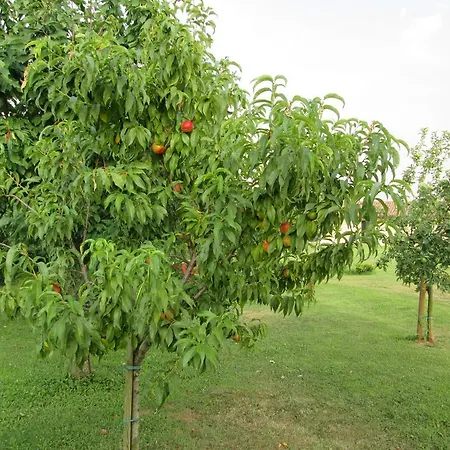 Bed and breakfast Il Filo' Valeggio sul Mincio