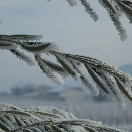 住宿加早餐酒店 伊尔费罗住宿加早餐旅馆 *